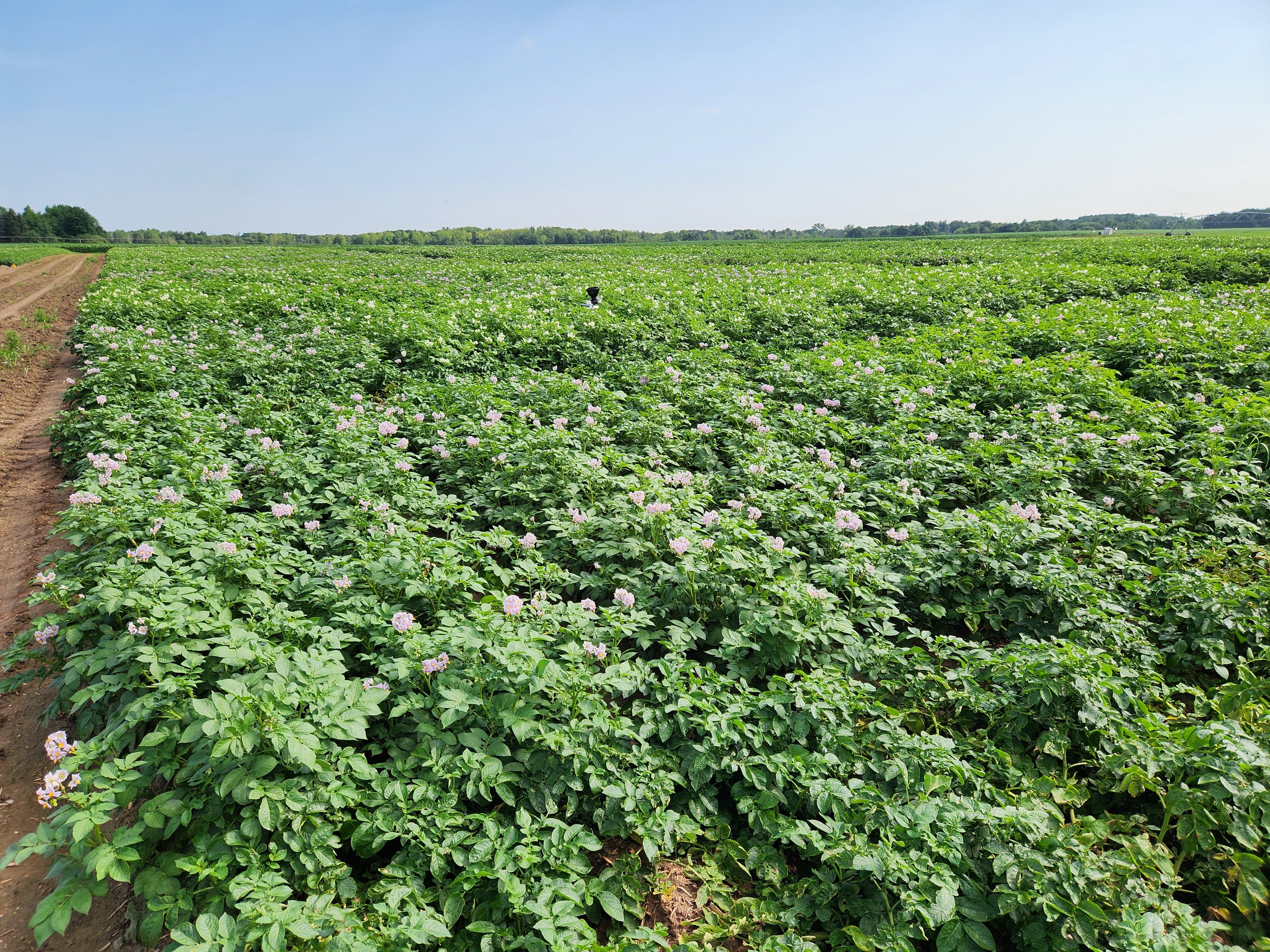 A potato field starting to flower.